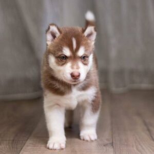 Siberian Husky Puppy for Sale in NYC