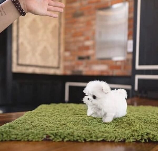 Teacup Maltese Puppy for Sale - Image 3