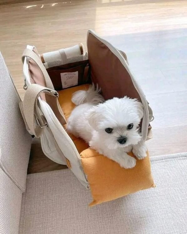 male Maltese puppy for sale - Image 4
