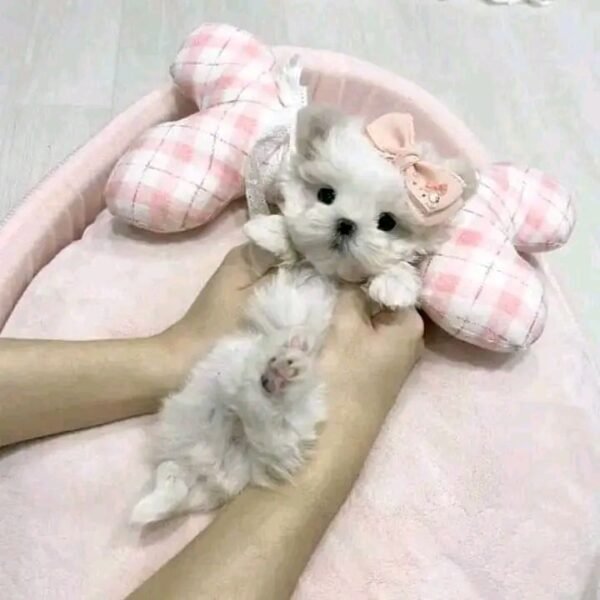 Female Teacup Maltese Puppy for Sale - Image 4