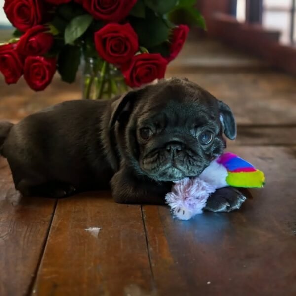 Male Pug Puppy for Sale - Image 5
