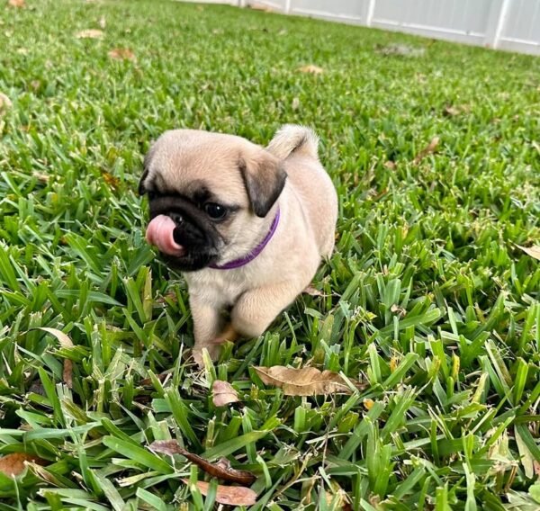 Female Pug Puppy for Sale
