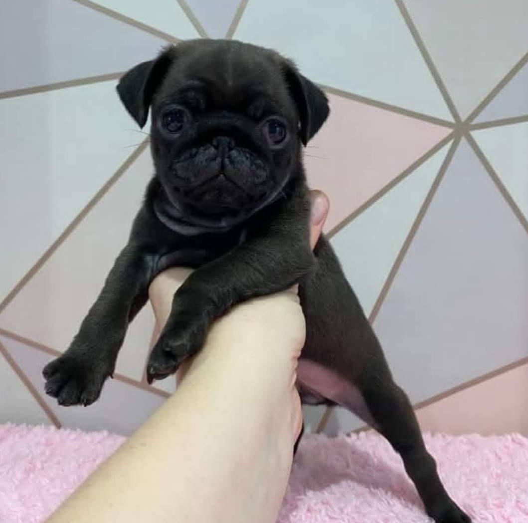 Pug puppy for sale