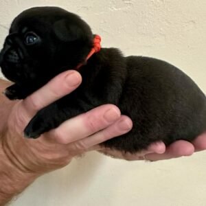 Pug puppy for sale