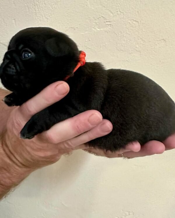 Pug puppy for sale