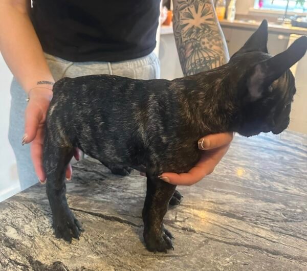 Female French Bulldog Puppy for Sale
