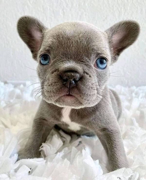 Male French Bulldog Puppy for Sale