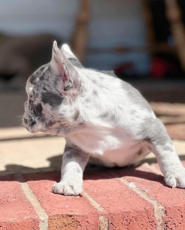 French Bulldog Puppy for Sale – AKC Registered, Healthy, and Socialized! - Image 5