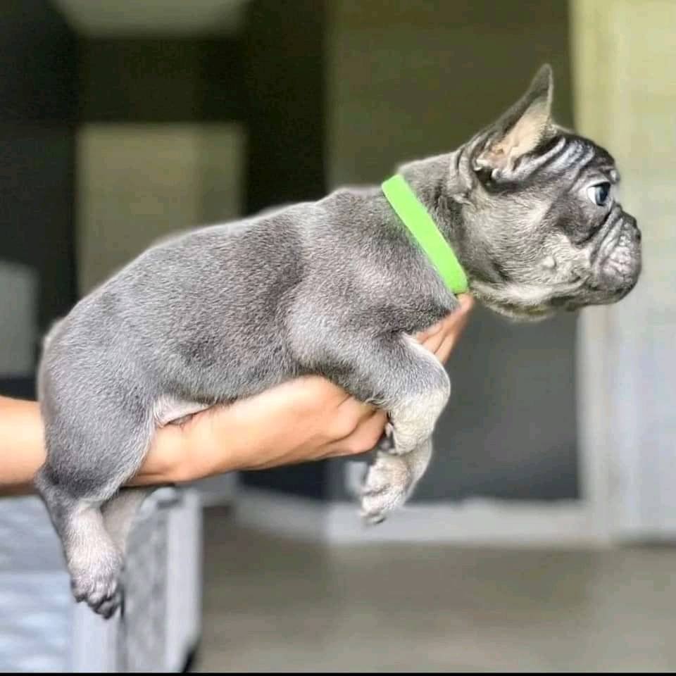 French Bulldog Puppies for Sale in Michigan