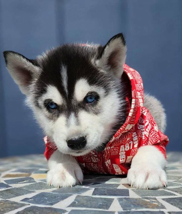 Blue Eyes Siberian Husky Puppy for Sale - Image 5