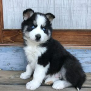 Siberian Husky Puppy for Sale