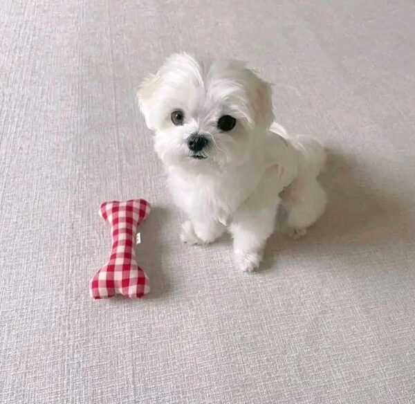 Male Maltese Puppy for Sale