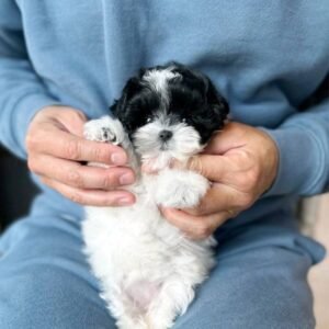 Male Maltese Puppy for Sale