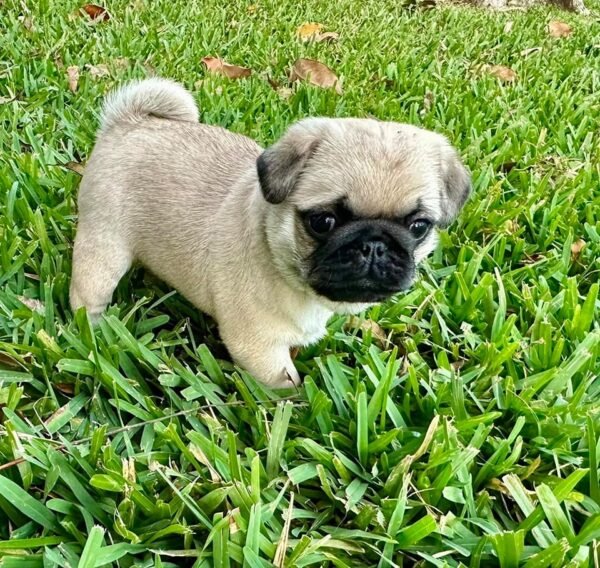 female Pug puppy for sale - Image 3