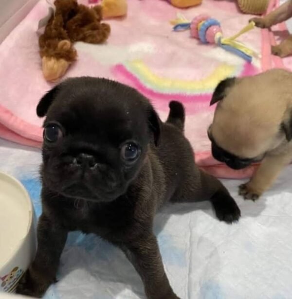 Pug puppy for sale - Image 2