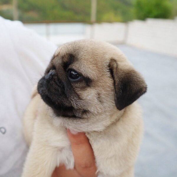 Pug Puppy for Sale in Florida