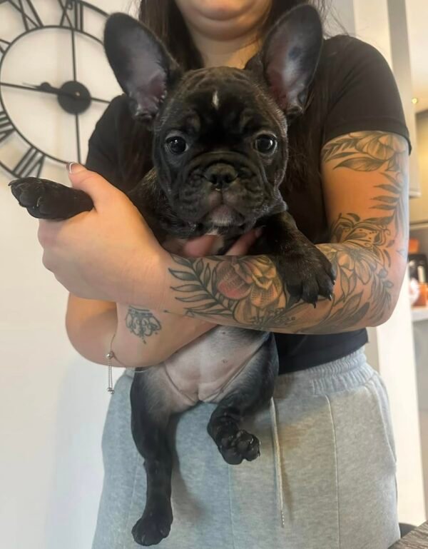 Female French Bulldog Puppy for Sale