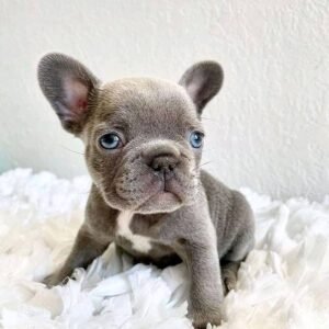 Male French Bulldog Puppy for Sale