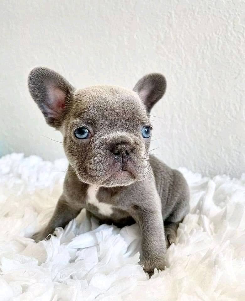 Male French Bulldog Puppy for Sale