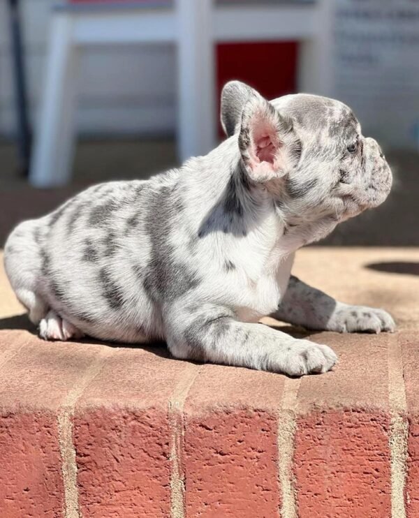 French Bulldog puppy for sale