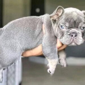 French Bulldog Puppies for Sale in Michigan