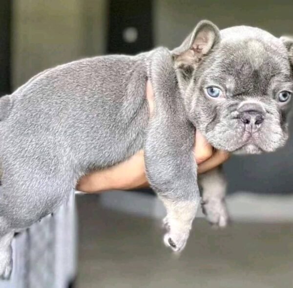 French Bulldog Puppies for Sale in Michigan