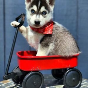 blue eyes Siberian Husky Puppy for Sale