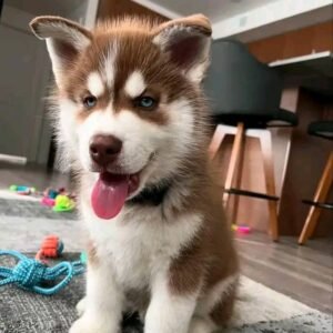 Female Siberian Husky Puppy for Sale