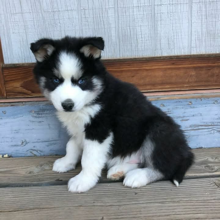 Siberian Husky Puppy for Sale