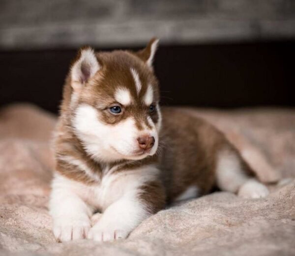 Siberian Husky Puppy for Sale in NYC - Image 3