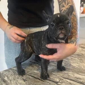 Female French Bulldog Puppy for Sale