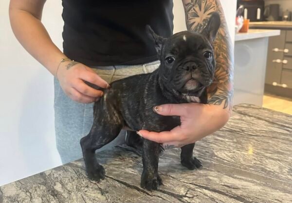 Female French Bulldog Puppy for Sale