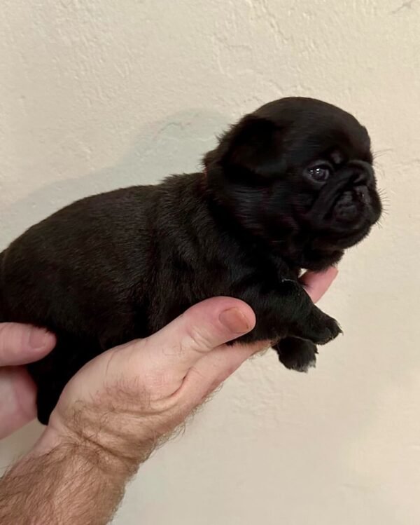 Pug Puppy for Sale in Ohio - Image 3