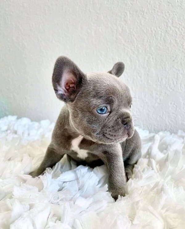 Male French Bulldog Puppy for Sale - Image 4