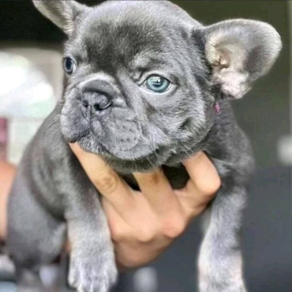 French Bulldog Puppies for Sale in Michigan - Image 3