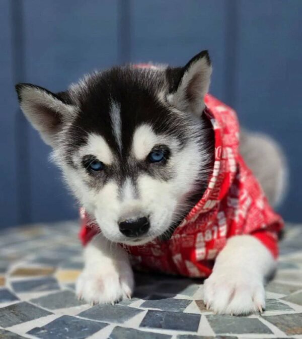 Blue Eyes Siberian Husky Puppy for Sale - Image 3