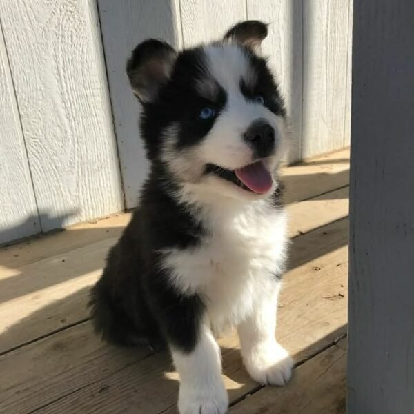 Siberian Husky puppy for sale - Image 3
