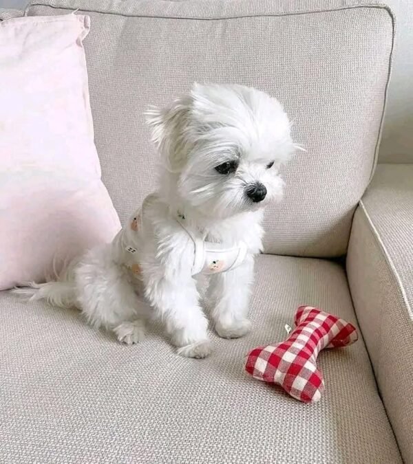male Maltese puppy for sale - Image 3