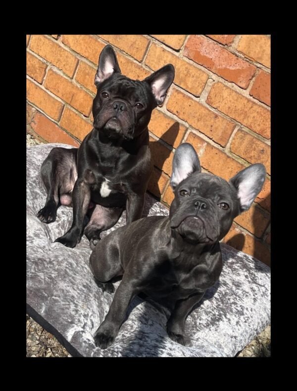Female French Bulldog Puppy for Sale