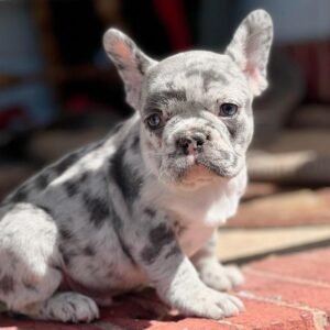 French Bulldog puppy for sale