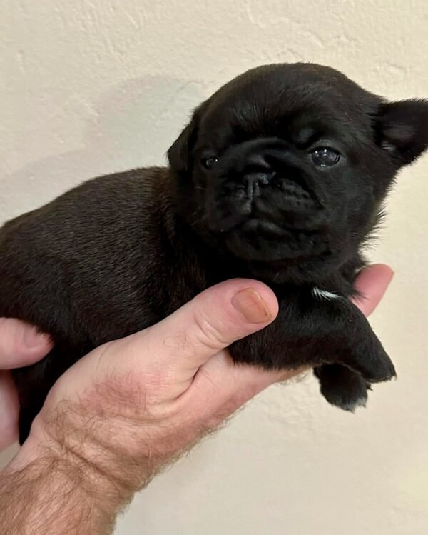 Pug puppy for sale