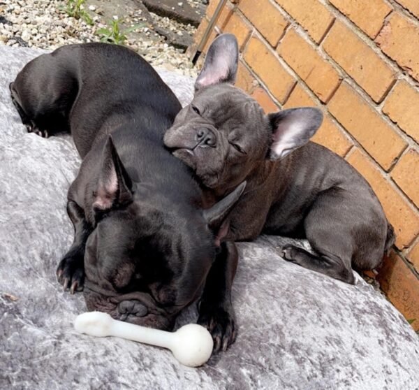 Female French Bulldog Puppy for Sale – KC Registered & House-Trained - Image 5