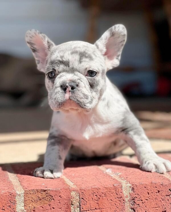 French Bulldog Puppy for Sale – AKC Registered, Healthy, and Socialized! - Image 6