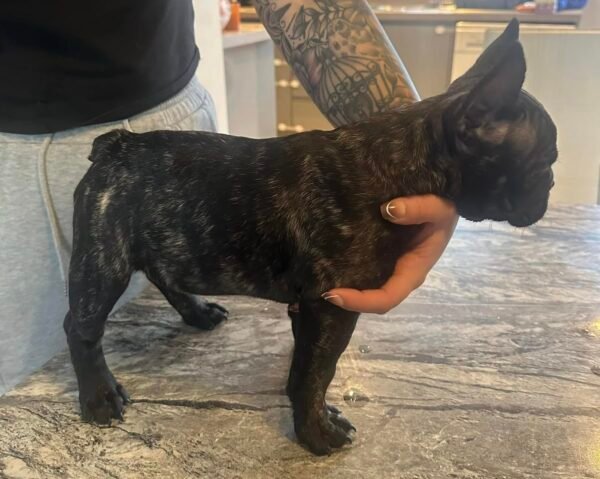 Female French Bulldog Puppy for Sale