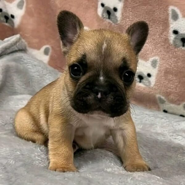 French Bulldog Puppies for Sale in Ohio