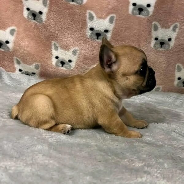 French Bulldog Puppies for Sale in Ohio - Image 3