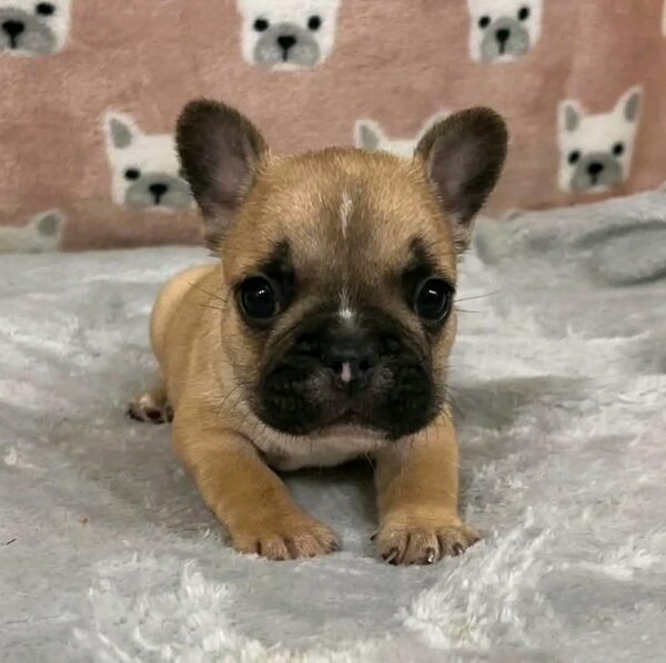 French Bulldog Puppies for Sale in Ohio - Image 4