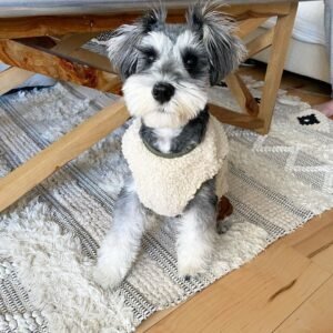 Miniature schnauzer puppies 400