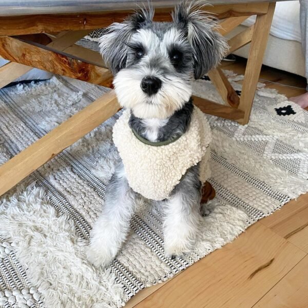 Miniature schnauzer puppies 400