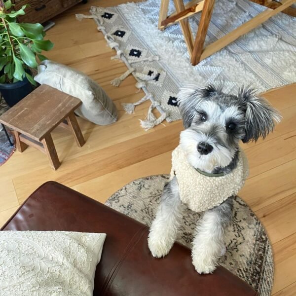 Miniatures Schnauzer Puppies 400 - Image 2